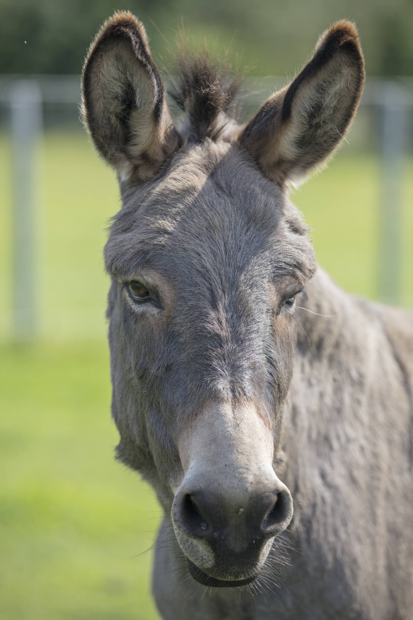 Adriaan