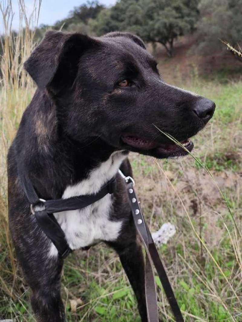 Dina