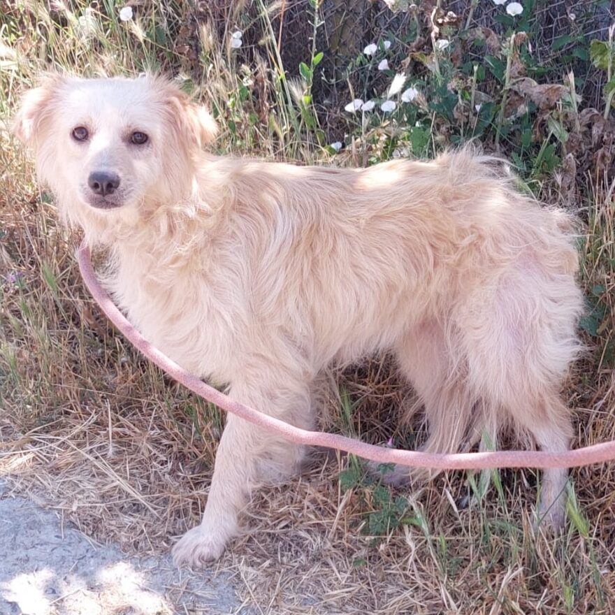 Barbi