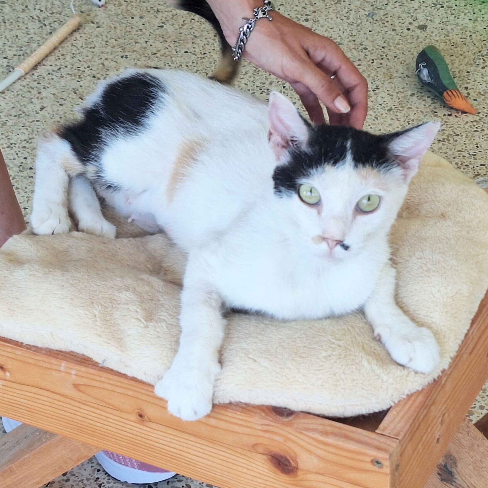 Pepina