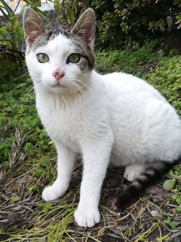 Coco