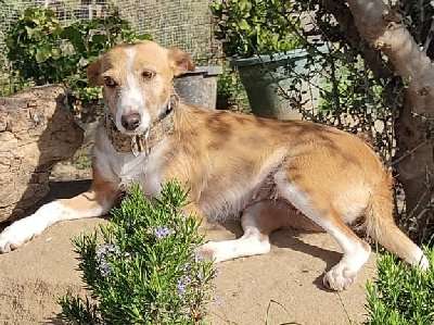 Frella