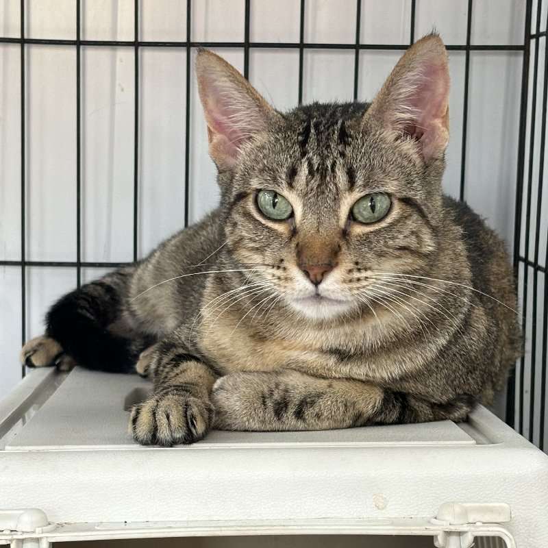 Kato