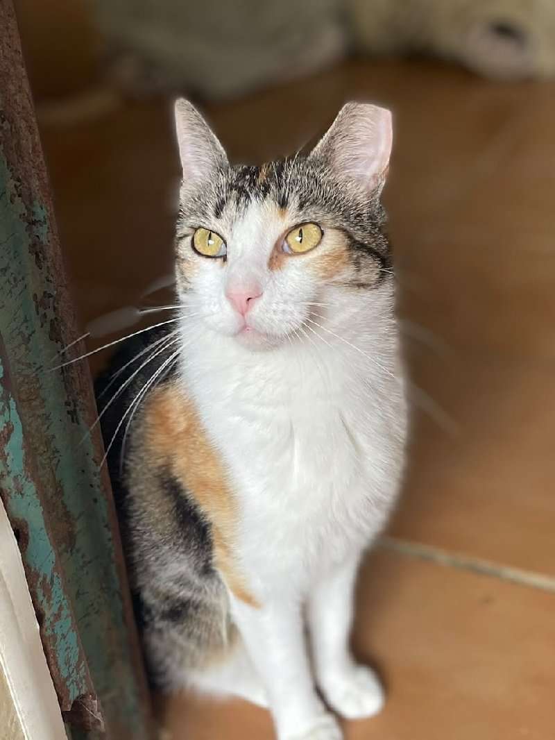 Moni