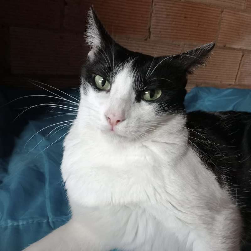 Paqui