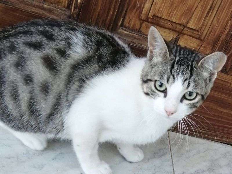 Pedro